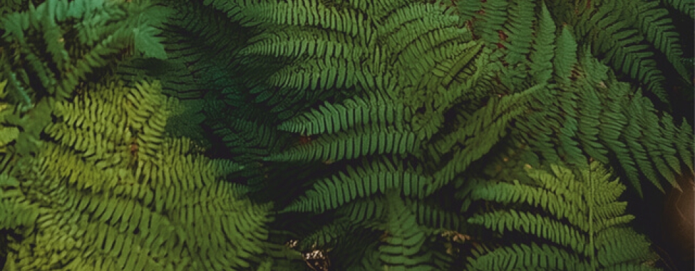 jonines-2025_1750226054-a27b2ce3f7a4eebbf60edead204d536f.jpg